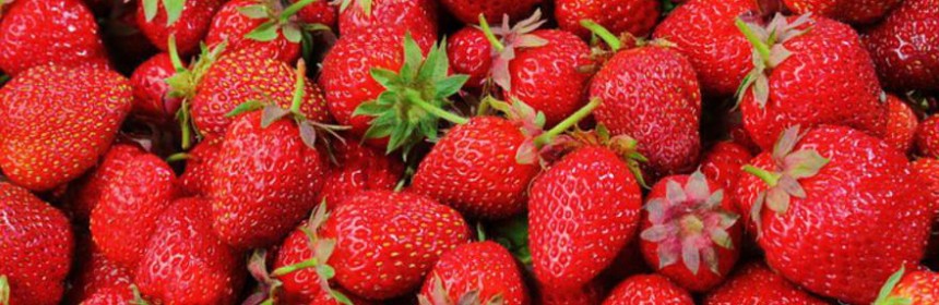 artemide ambrosia fragole