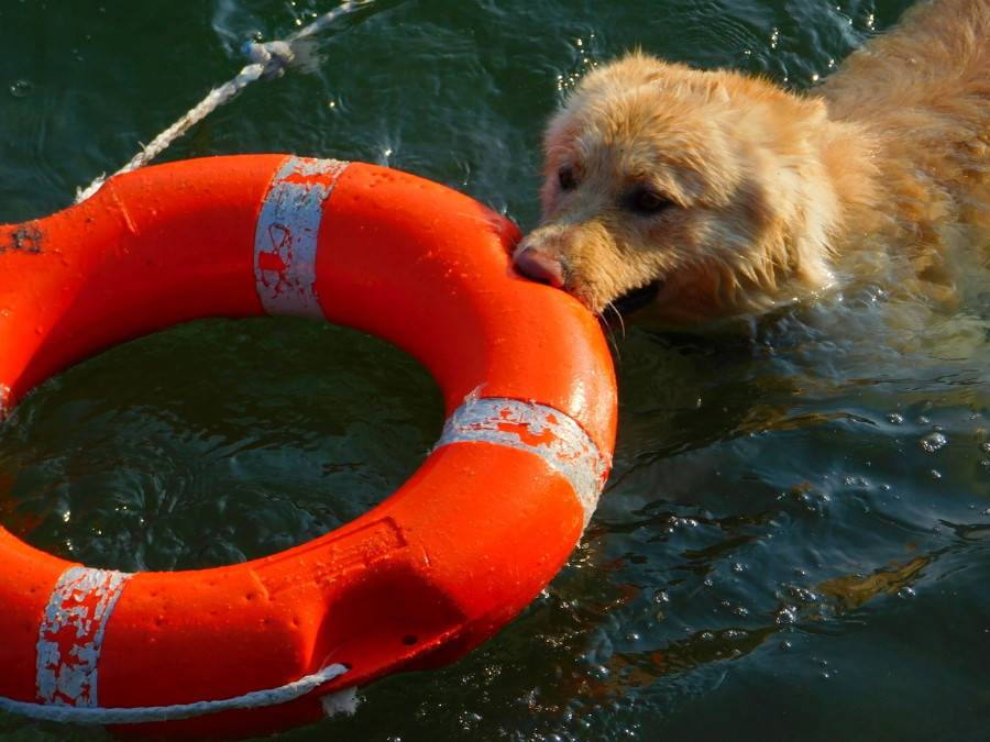 Come addestrare un cane: consigli, regole, corso