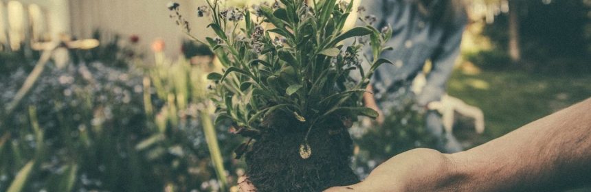 come realizzare un giardino
