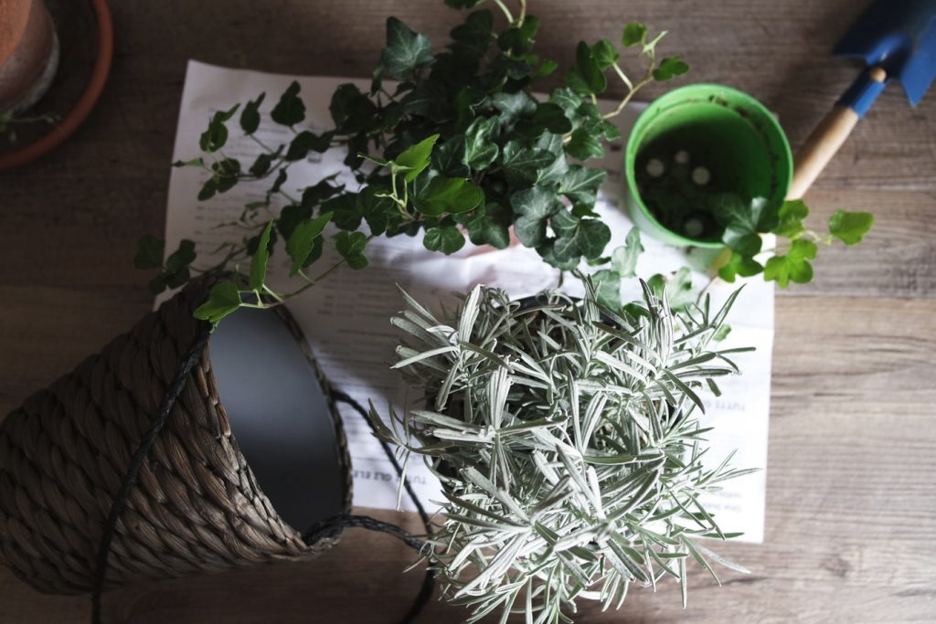 curare il verde